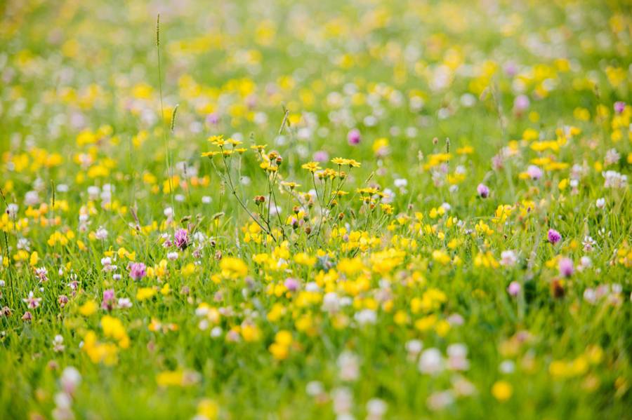 A wildflower meadow at golden hour