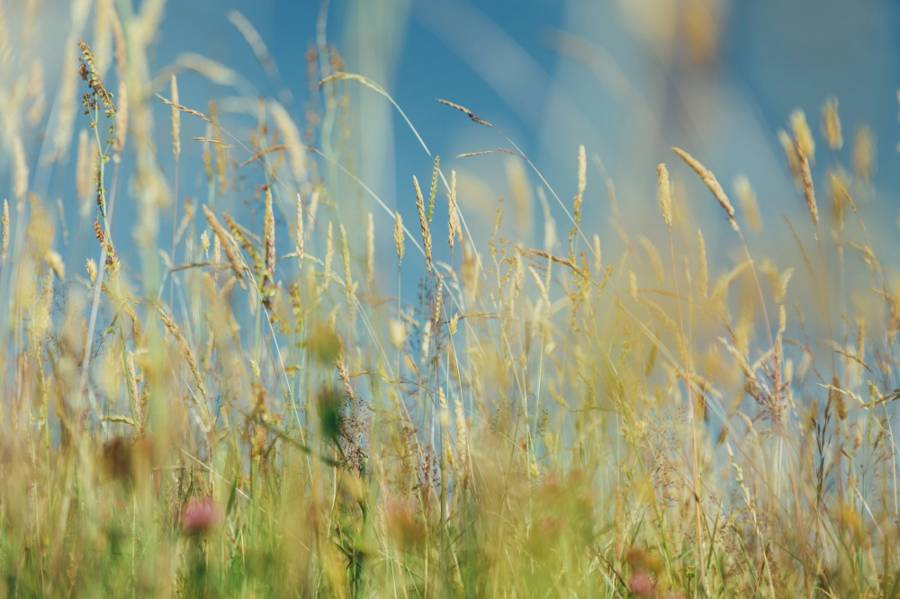Summer grasses and seed heads swaying against a bright blue sky