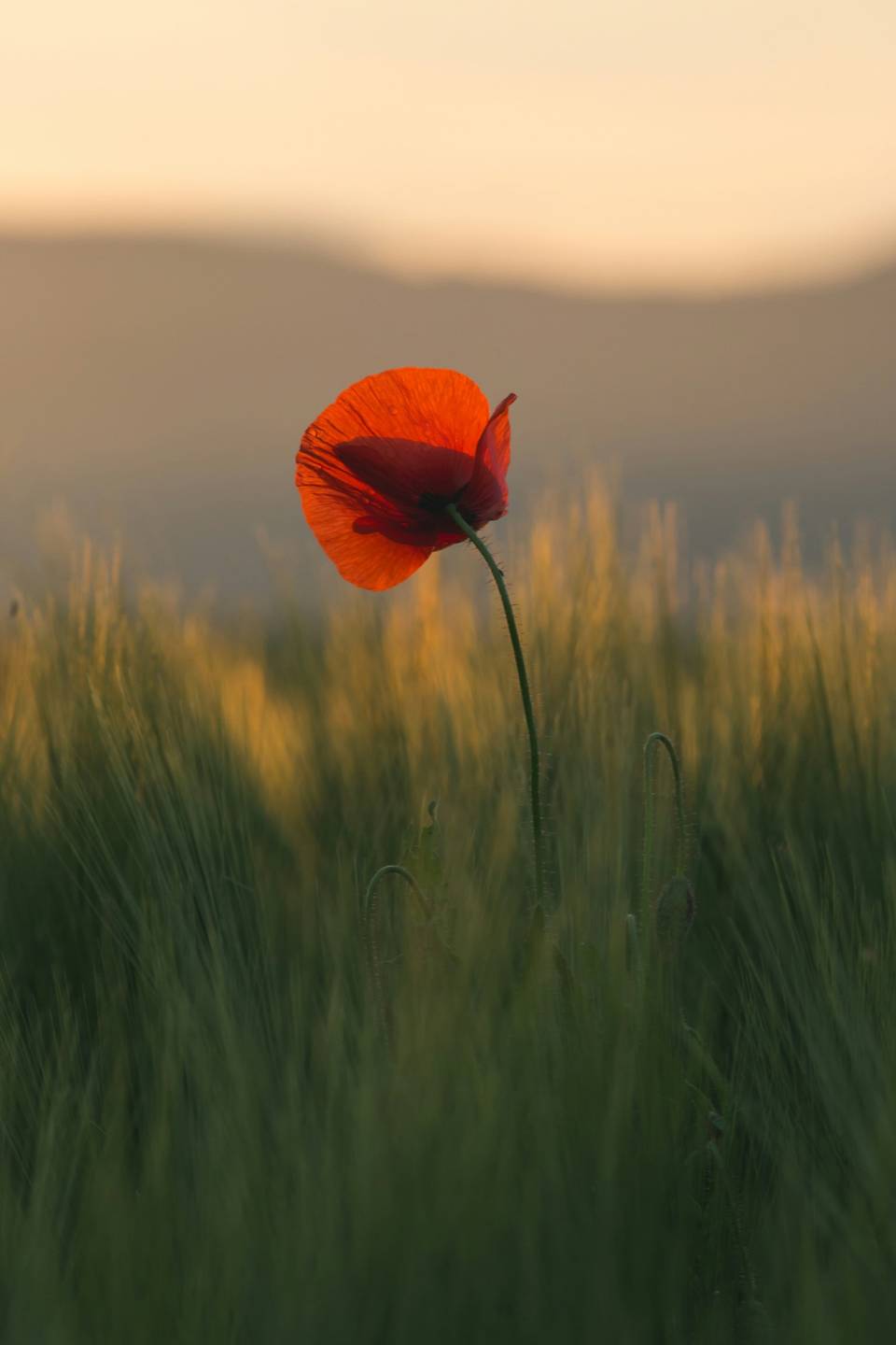 A single red poppy standing in a field of barley at sunset, with soft hills beyond