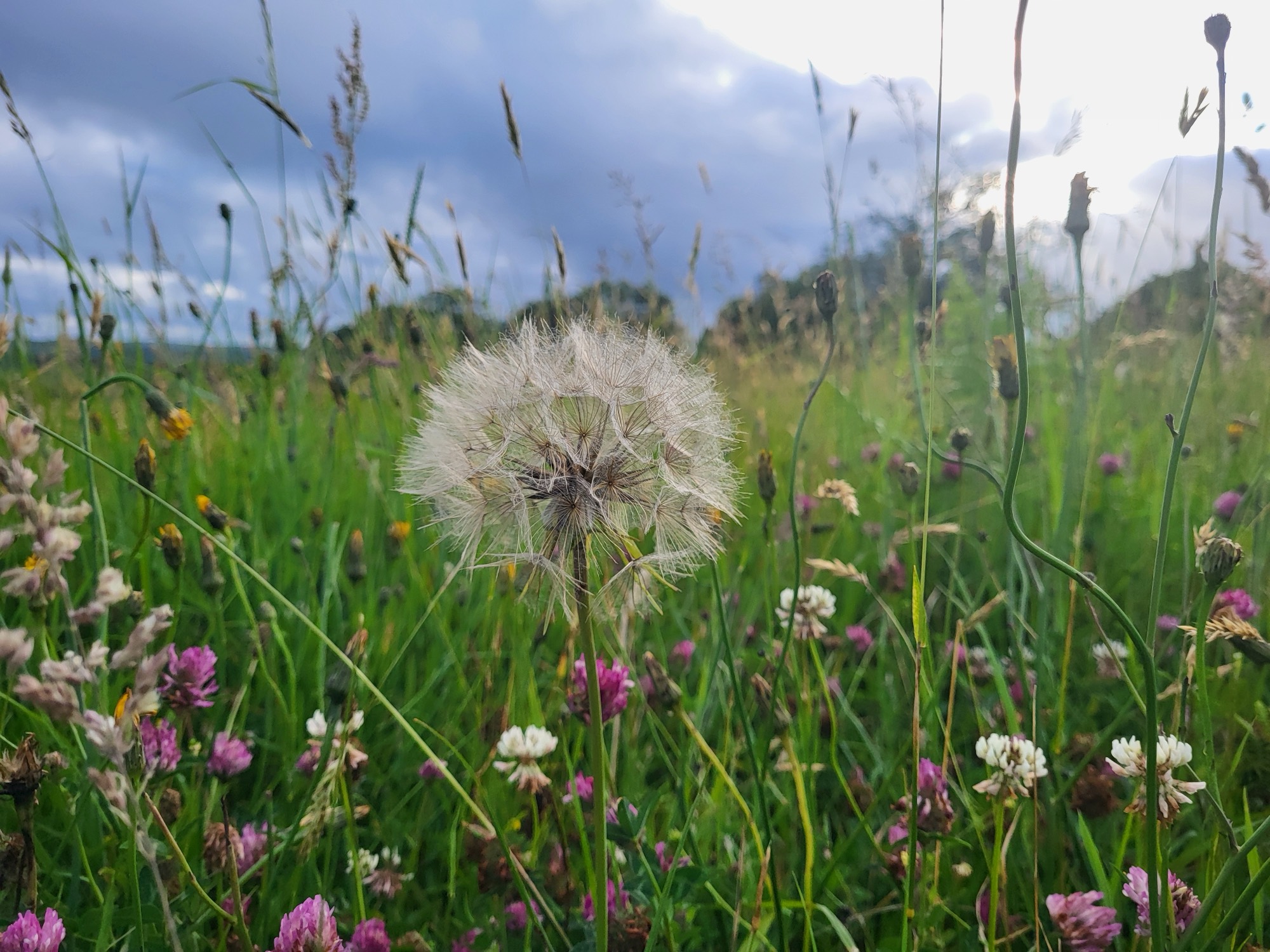 Wildflowers in the meadow