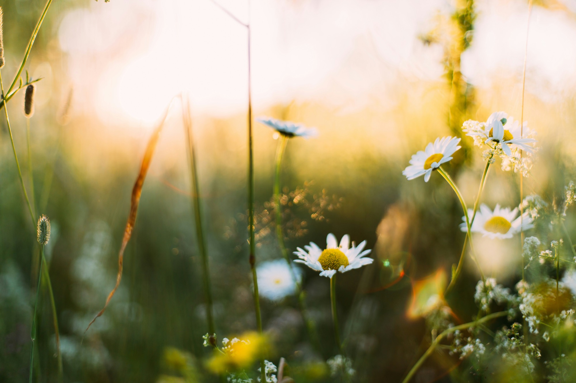 Ox-eye daisies catching the evening light in a summer meadow