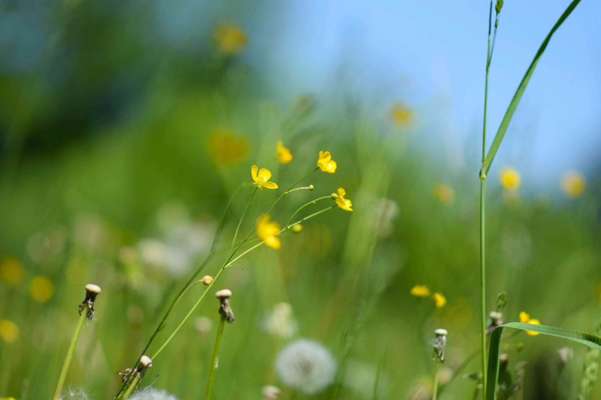 Meadow buttercups against a clear blue summer sky