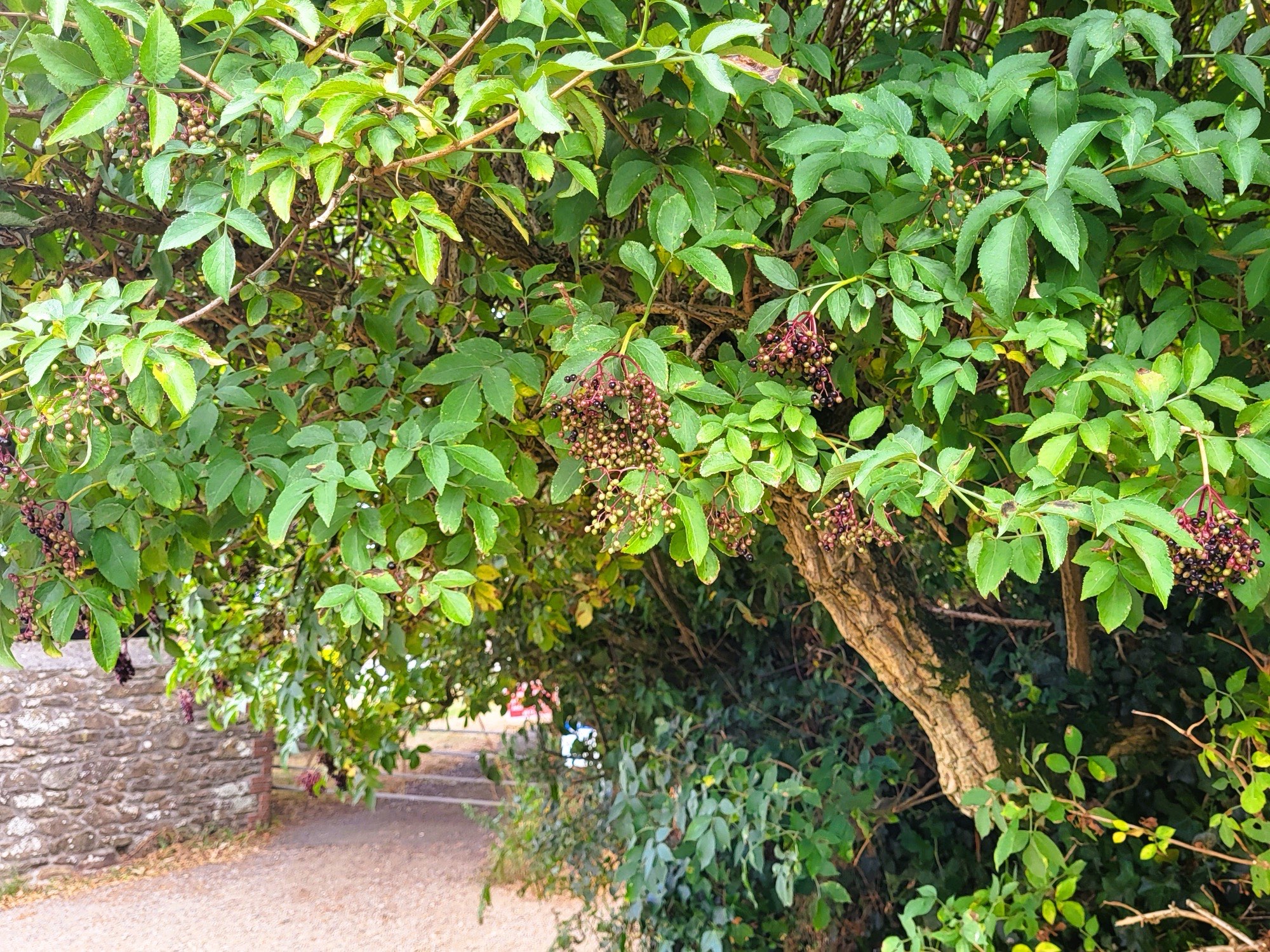 Elderberries at the entrance